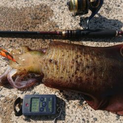 対馬エギング釣果