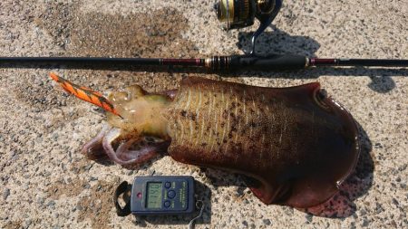 対馬エギング釣果