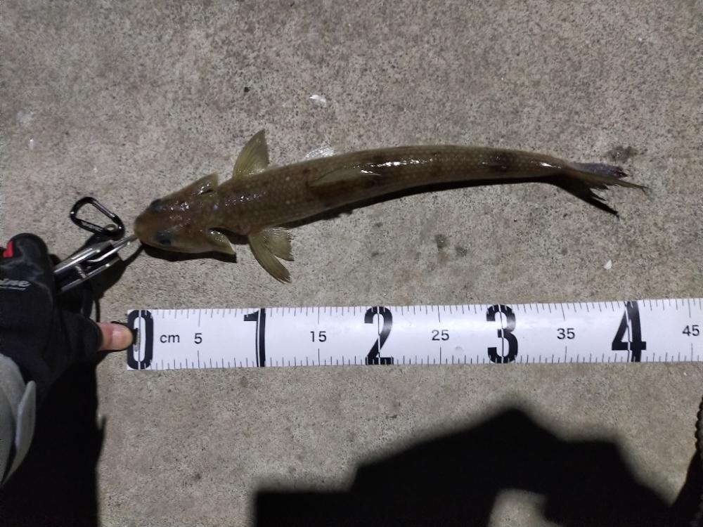 今日の一発目はエソ！！