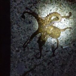 久しぶりに🐙ὁ…