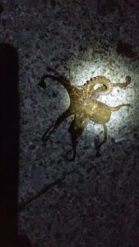 久しぶりに🐙ὁ…