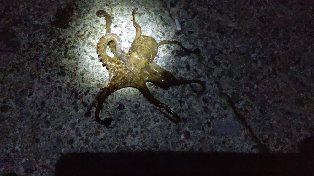 久しぶりに🐙ὁ…
