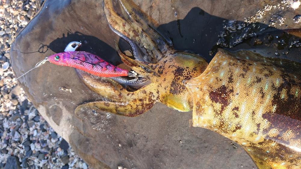 対馬エギング釣果