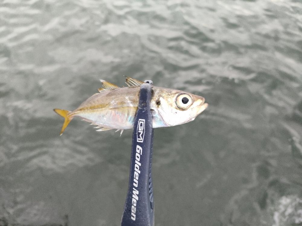 ノマセ釣りでまたハマチ