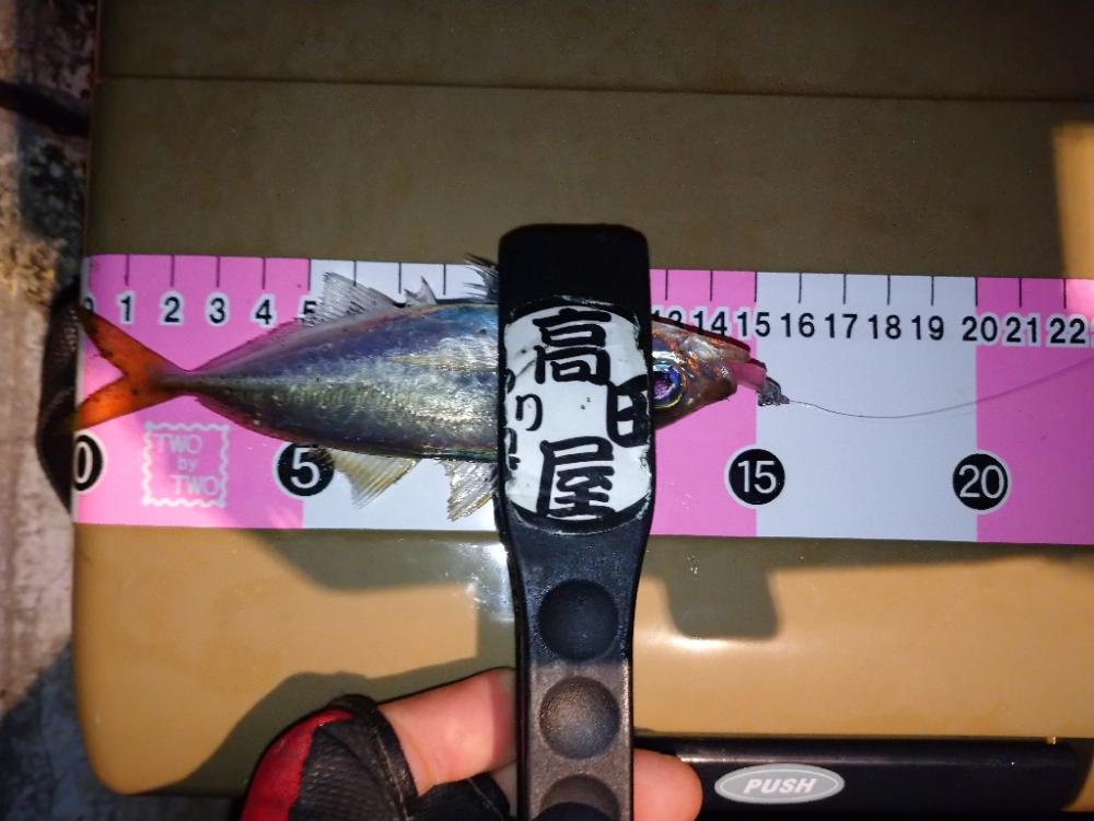 ご近所アジング