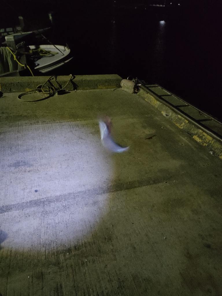 尺アジをさがして。