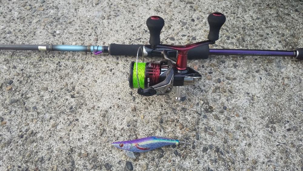 久しぶりのアオリイカ