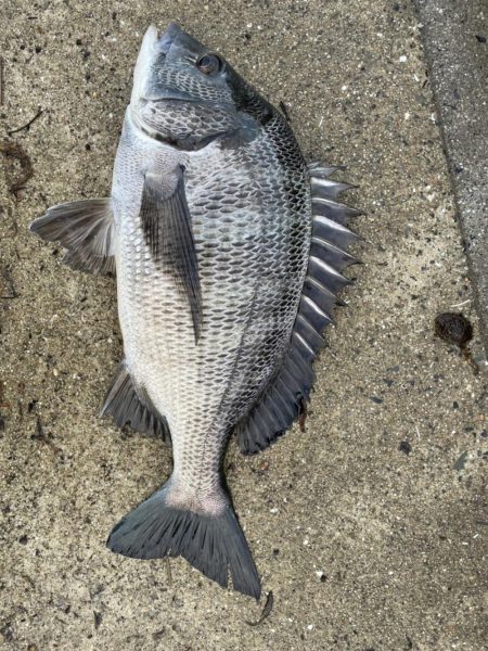 イチノ兄弟(兄)釣果!