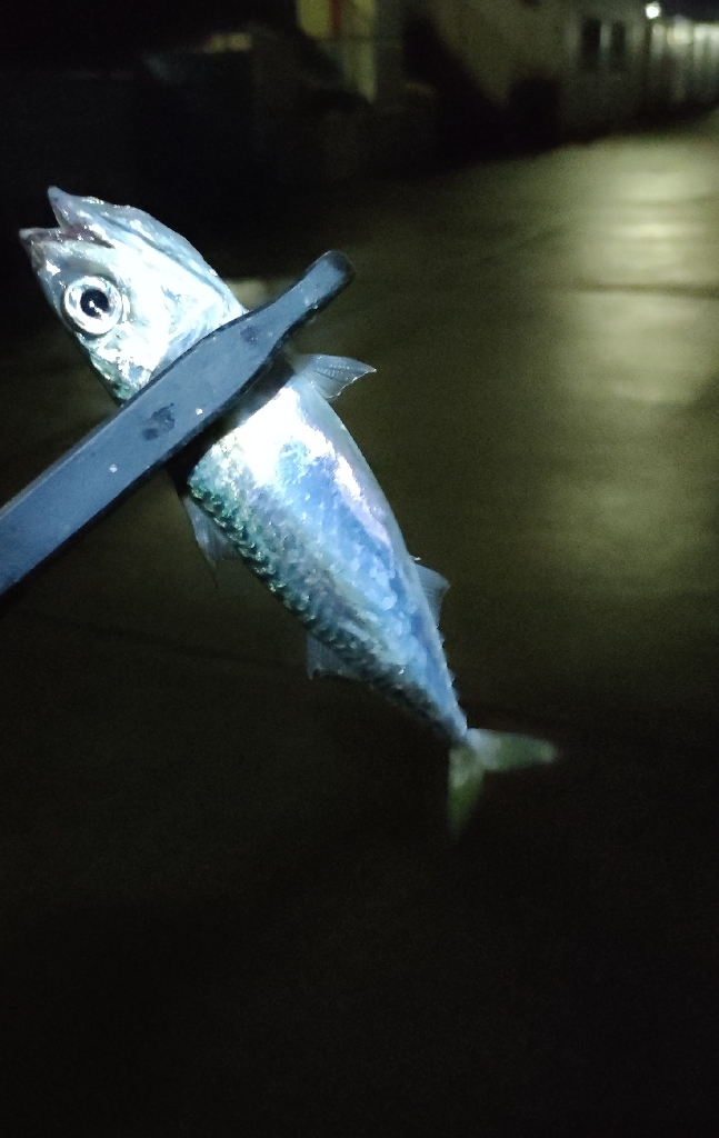 ライトソルト2日目今日も雨