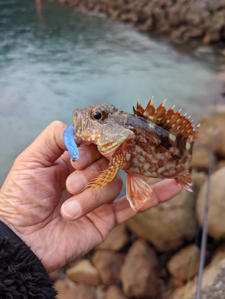 陸っぱり釣行記