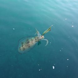 対馬エギング釣果