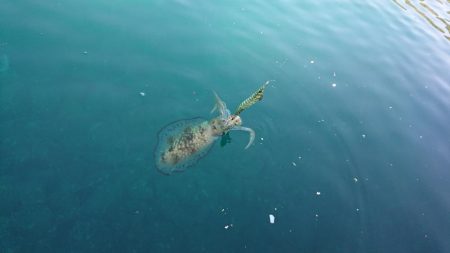 対馬エギング釣果