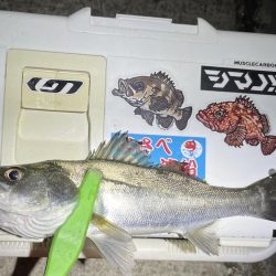 尺・・・アジング