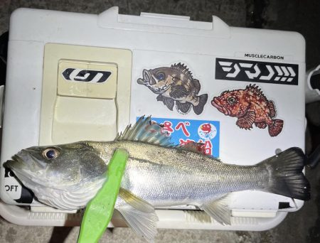 尺・・・アジング