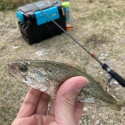 アジングでバス！