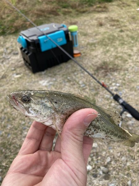 アジングでバス！