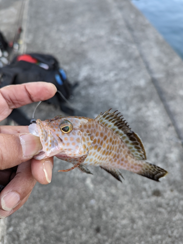 陸っぱり釣行記