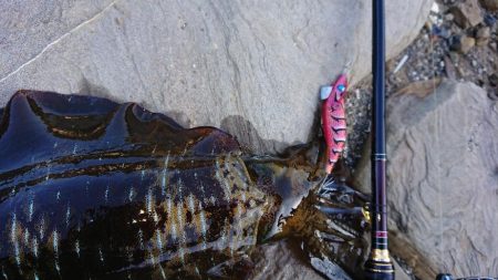 対馬エギング釣果