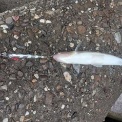 プチsalt water game