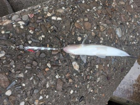 プチsalt water game