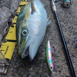 プチsalt water game