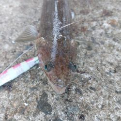 プチsalt water game