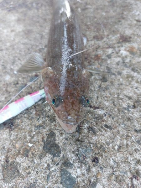 プチsalt water game