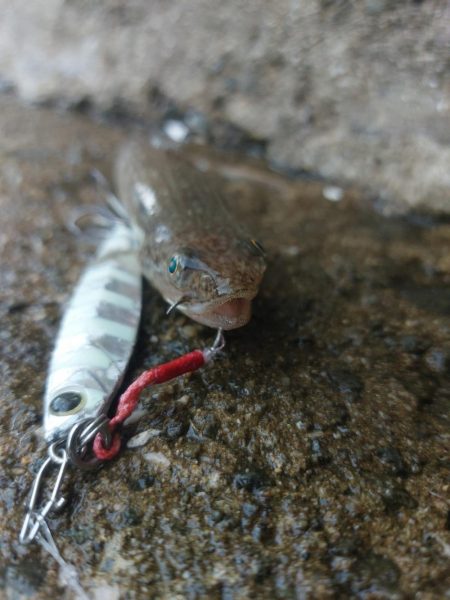 プチsalt water game