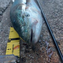 プチsalt water game