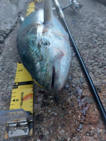 プチsalt water game