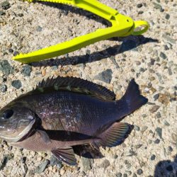 11/3　初のソロ釣り！中アジ大量！ちょっと大きいグレ！