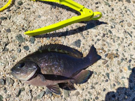 11/3　初のソロ釣り！中アジ大量！ちょっと大きいグレ！