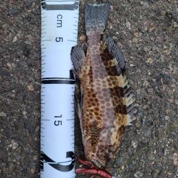 めっちゃいっぱい釣れた