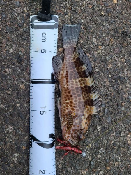 めっちゃいっぱい釣れた