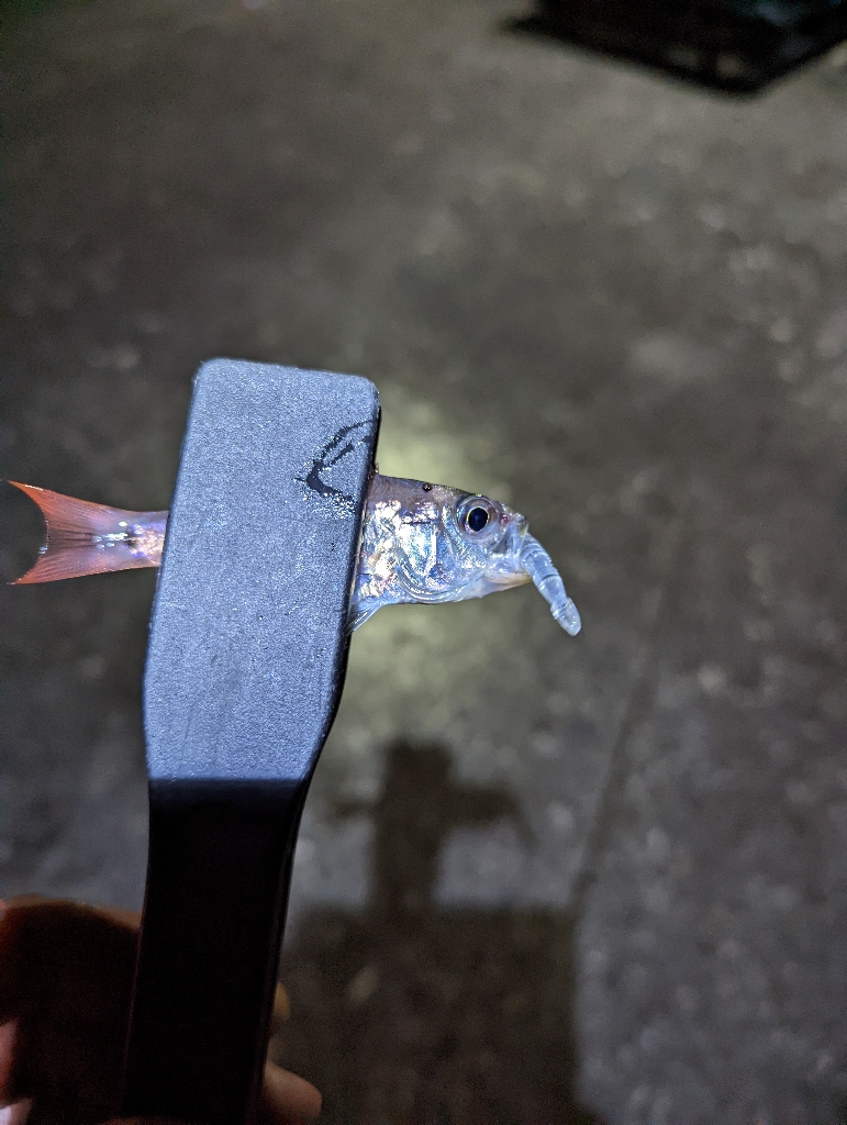 アジが釣れない