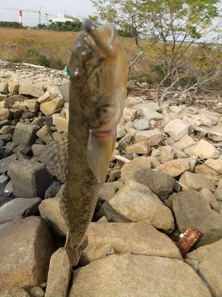 ハゼ釣り～なかなか
