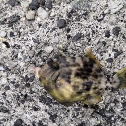 カワハギまだ釣れます