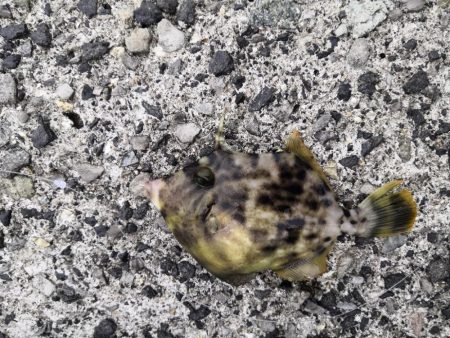 カワハギまだ釣れます