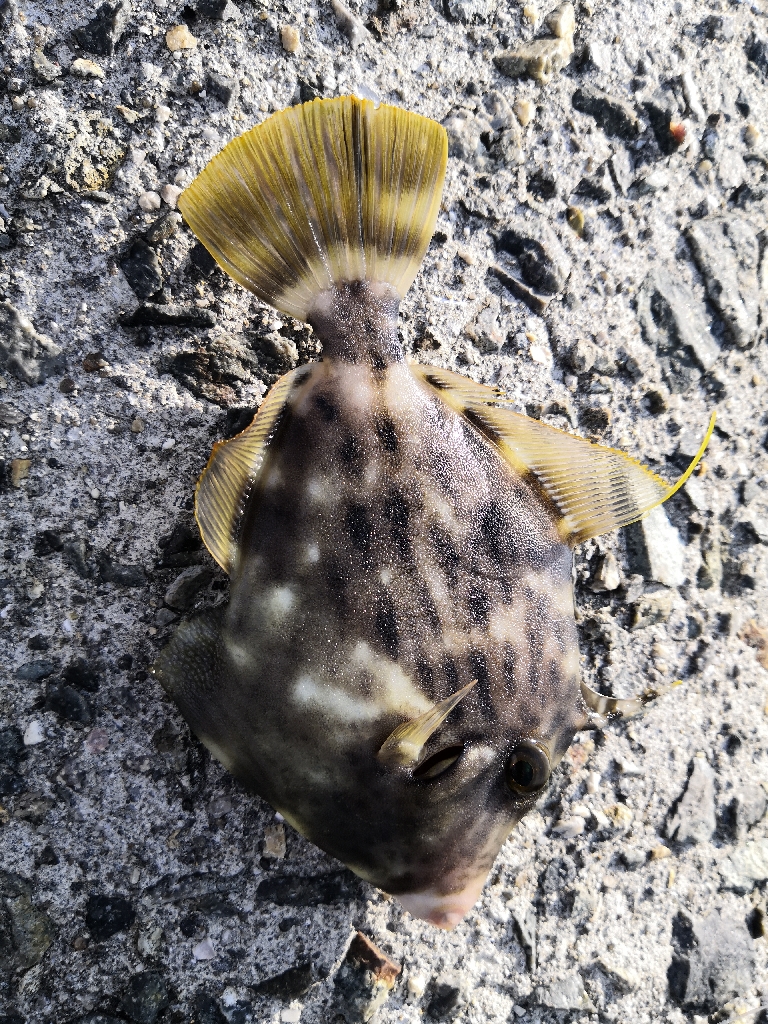 今が旬のカワハギ