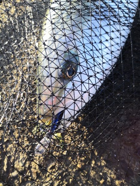 ショアジギングでメジ2