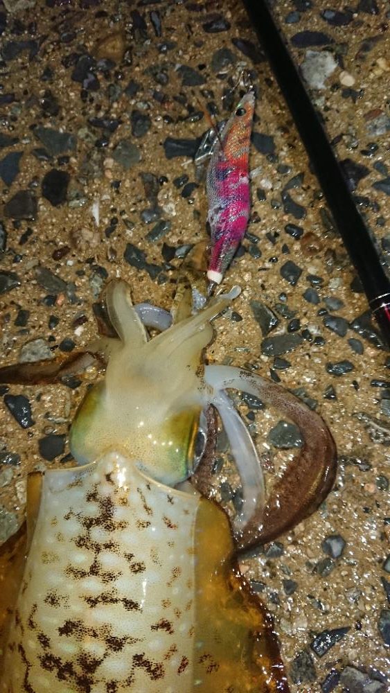 対馬エギング釣果