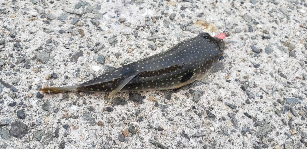 アジ探し@佐野漁港