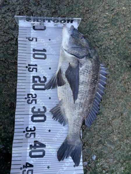 イチノ兄弟(兄)釣果!