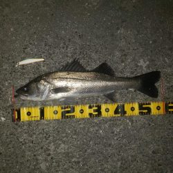 シーバス&ツバス