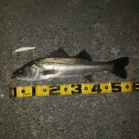 シーバス&ツバス