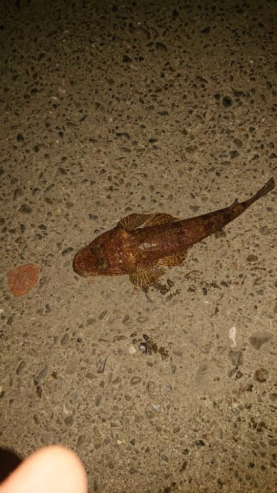 寒くなったけどまだオオモンハタ釣れました