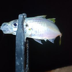 泉南エギングのつもりが…