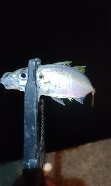 泉南エギングのつもりが…