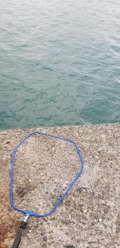 竿借りてグレ、イカは不発。