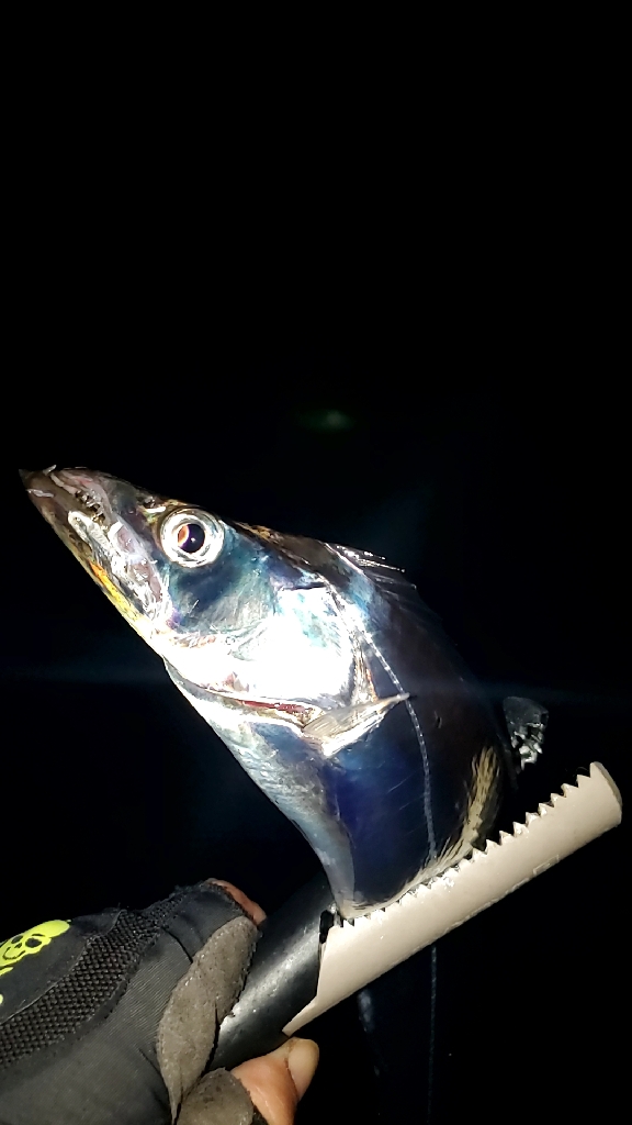 タチウオ始まった？